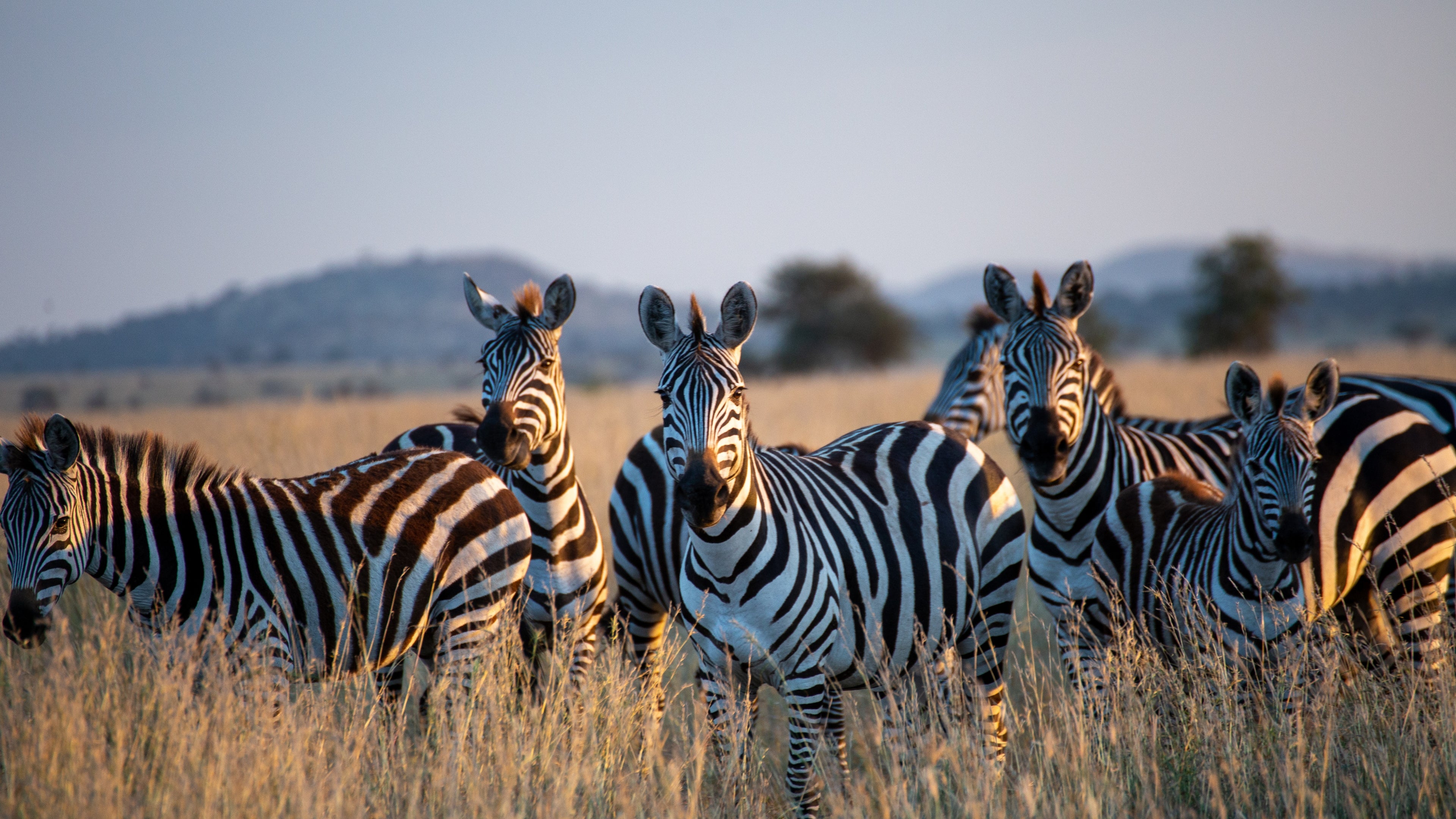 Printhaus Titelbanner mit Zebra-Familie